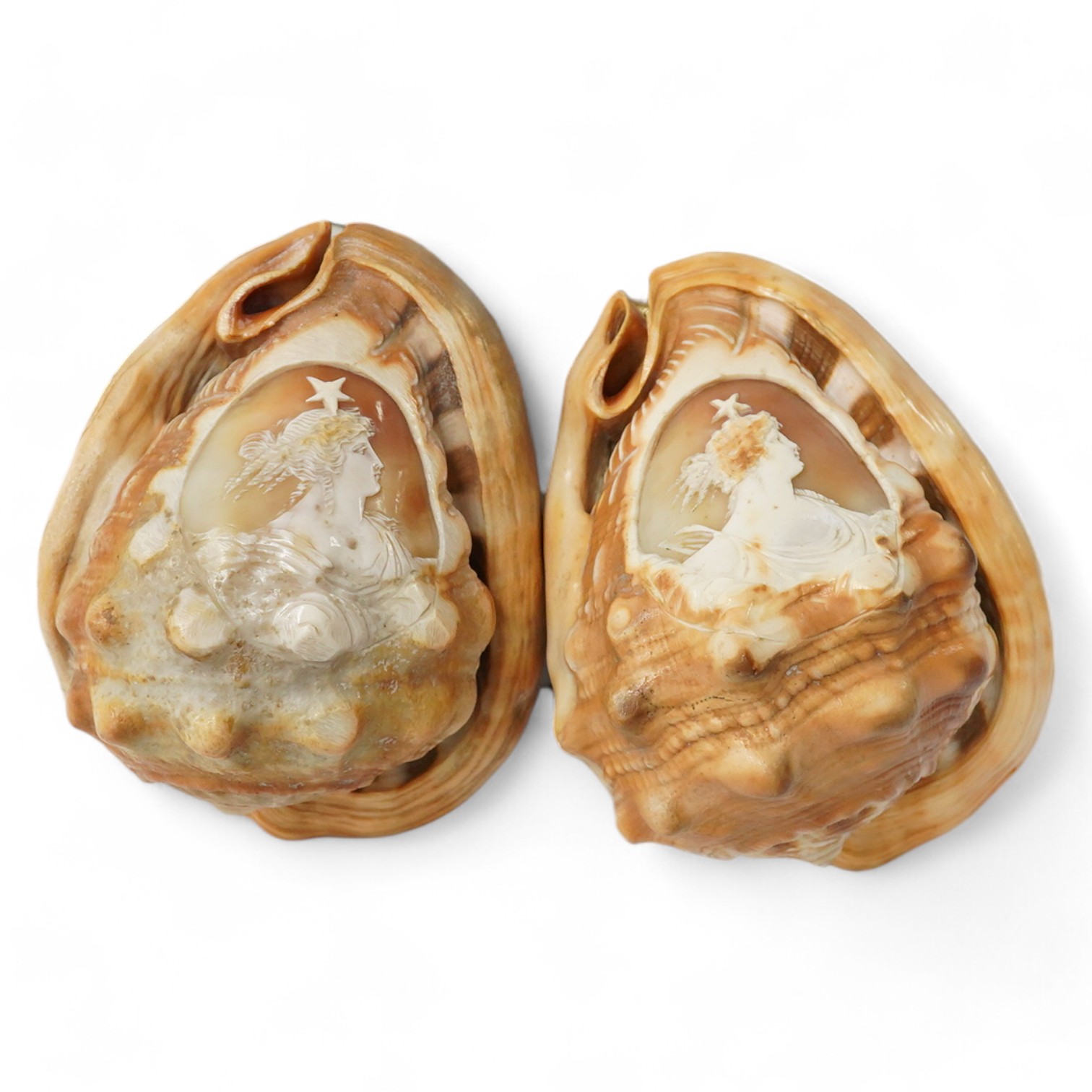 Two Neopolitan conch shells with carved cameo cartouches of Victorian ladies faces with stars above. 13.5cm high., Condition - good